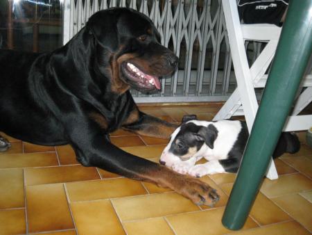 Bouba et Hélios